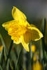 103467_Narzisse Gelbblüte Frühlingsflora Foto in Grünblätter Zwiebelpflanze Narcissus pseudonarcissus Gartenblume