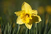 103469_Narzisse gelbe Frühjahrsblüte Foto Gartenblume in Frühling grünen Zwiebelblättern Florafotografie