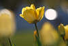 103472_Gelbtulpe Großblüte Bild vor weißen Lichtkugel in Frühlingssonne Gegenlicht Florafoto im Blumefeld