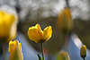 103475_Großblüte vom Gelbtulpenfeld Foto vor Weißlichter Reflexen Frühlingsflora in in Sonne-Gegenlicht gelbblühen
