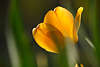 103481_Gelbe Frühlingsblüte Tulpenblume Blättchen in Sonne Foto verwischt in Grün gelbblühend