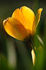 103485_Gelbtulpen Frühlingsblüten Florafotos, gelb blühend in verwischten Grünblätter Tulpen abstrakt Fotografie