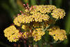 1302593_Schafgarbe Rispenschirme Fotografie: Heilkräuter Blütenteppich, zahlreiche gelb Blümchen
