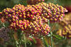 Schafgarbe Bilder Gewönliche Wiesenschafgarbe, Achillea millefolium, Heilpflanze Terracota Blüten Fotos