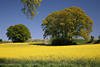 Rapsfeld gelbblühende Getreideart vor Blauhimmel Bäume Horizont