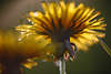 801909_ Frühlingsblume Blüte Makrofoto Löwenzahn in Gegenlicht auf Blumenwiese