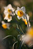 904196_ Narzisse Frühblüte Gartenbild in Frühlingssonne, Zwiebelblüte weiß außen, Innenkrone orangegelb