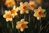 904228_ Narzissen “Lady Luck” 5 Gelbblüten Foto, Narcissus gelbes Zwiebelgewächs Blumenblüten Amaryllisart