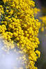 904680_ Steinkraut gelbe Pracht Foto an Mauer dichte Gelbblüten Blumenkissen Felsensteinkraut Bild Kletterpflanze