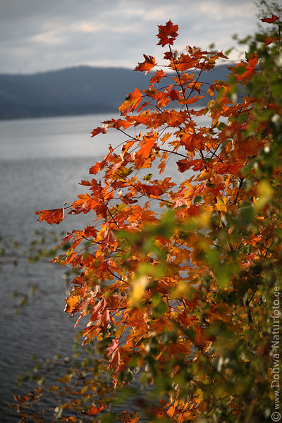 Herbstbltter roter Ahorn Acer Strauch am Seeufer Naturbilder
