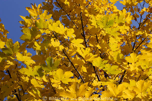 Spitz-Ahorn Baum gelbe Bltter Acer platanoides