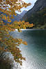 Ahorn Herbstbltter Zweige ber Wasser Alpensee Bergkulisse Naturfoto