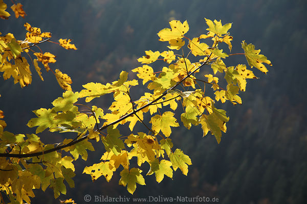 Ahornzweig gelbe Bltter Herbstfarben Acer ber Wald dunklen Hintergrund