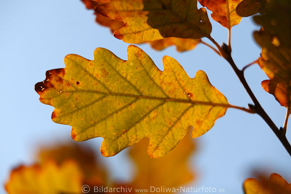 Eichenblatt Quercus Herbstblatt am Blauhintergrund