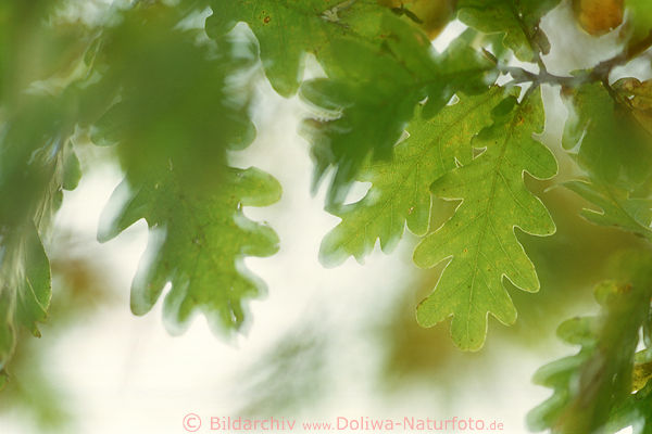 Eichenbltter grn Laub in Gegenlicht abstrakte Naturfotografie