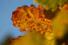 916001_Eichenblatt rot-gelbe Blattpigmente Bild, Herbstfarben Photosynthese am Eichenbaumblatt Quercus