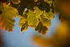 916006_Eichenherbstlaub am Himmel Quercus Laubbaum Herbstbltter Foto in Natur, Eichenbaumbltter
