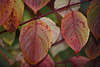 812500_ Seltenes Herbstlaub ovalform Foto, Zierstrauch ovale Herbstbltter rotgelb Farben in Herbstbild