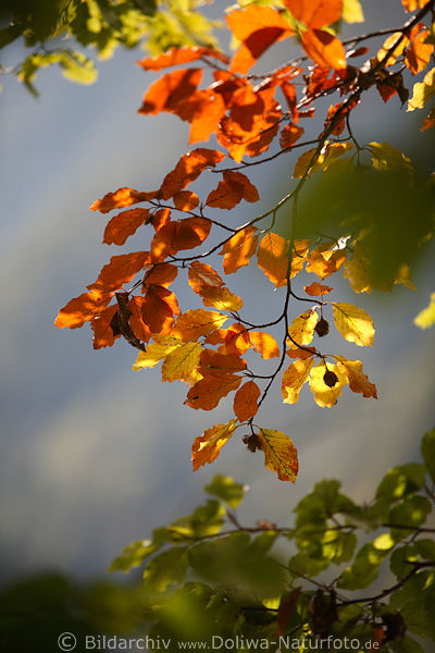 Bltterzweig Herbstfarben Buchenbltter buntes Laub Goldfarben in Gegenlicht