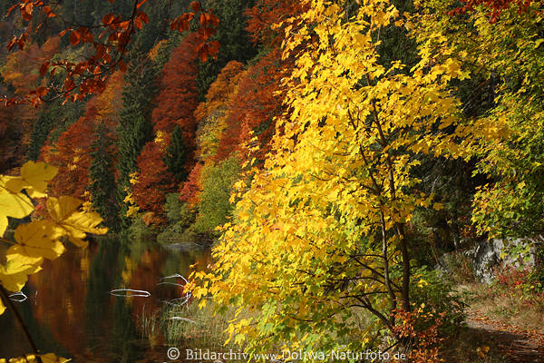Herbst-Farbenrausch in Wald Bume Laub gelb-rote Bltter Natur Farbdesign