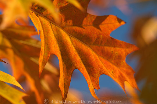 Spitzeiche Herbstblatt goldrot Laub am Blauhimmel