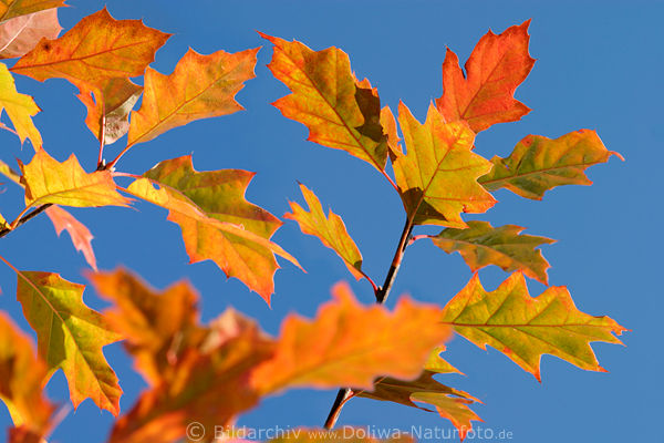 Spitz-Eiche amerikanische Roteiche rotfarbige Herbstbltter Quercus leaves
