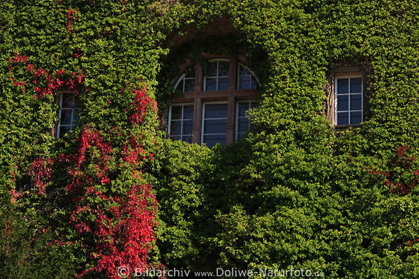 Wilder Wein Kletterpflanze Herbstbltter rot grne um Fenster Wandmauer