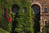 710479_ Burgfenster und Wandmauer mit Wildem Wein Kletterpflanzen bedeckt, rote & grne Bltter Foto
