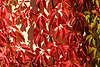 710495_ Wild wine five-leaf ivy: Parthenocissus quinquefolia autumn leaves, red leaves in the sunshine