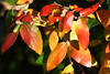 1303317_Herbstblätter Laub Blattmischung rotgelb Färbung Blattsammlung bunter Zierstrauch