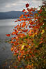 Herbstblätter roter Ahorn Acer Strauch am Seeufer Naturbilder