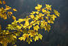 Berg-Ahorn gelbe Herbstblätter Foto Baumzweig Acer pseudoplatanus vor Wald