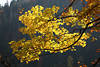 Berg-Ahorn Äste gelbe Blätter Foto Baumzweige Laub Herbstfärbung im dunklen Wald