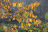 Herbstblätterzweig Naturbild längliche Blätter in Gegenlicht am Strauch herbstliche Naturfotografie
