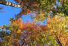 Baumkronen Herbstfarben am Blauhimmel über Laubwald bunte Blätter Naturfoto