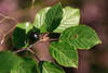 707608_ Faulbaum Frangula alnus schwarze Beere & grüne Blätter am Zweig, Pulverholz Rhamnus frangula