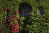 710476_ Wilder Wein Kletterpflanzen rote & grüne Herbstblätter um Fenster Trio an Wandmauer in Blätter