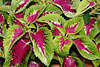 807239_ Brennnessel violett-grüne Blätter Fotografie, Brennnessel Urtica zweifarbige Blattpolster Nahbild