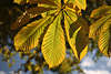 812130_ Kastanien Blätterreihe Foto, Herbstblätter gelb goldene Farben + Blattadern in Grossbild am Baum