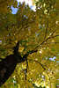 812238_ Baumkrone Blattwerk Blätter Foto Herbstblätter bunte gelbgrüne Farben am Baumstamm