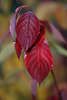 Seltene Blätter Fotos Zierpflanze Herbstblatt tiefrote Farben