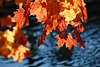 Ahorn Herbstblätter rot gold Herbstfarben Gegenlicht blaues Wasser