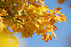 Ahornzweig Foto am Himmel rotgelb helle Herbstblätter Ahornlaub Bild Acer platanoides