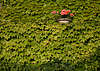 907535_ Blätterteppich Foto Kletterpflanzen  Blätter Bild mit integriertem roten Blumentopf Fotografie an Mauer