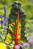 Ziermangold Rübe Blatt Fotos rote Adern Beta vulgaris Mangold Großblatt Bilder x2