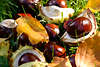 30043_Herbstblätter über Rosskastanien Früchte Fotos im Gras, Aesculus Hippocastanum Drusenkesten in Sonne_x9