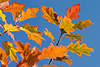 30138_ Amerikanische Spitz-Eiche Fotos, Quercus rotfarbige Blätter aus Amerika, Roteiche Herbstblätter
