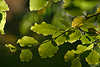 30142_ Baumzweig Grünblätter Fotografie, Buche Fagus silvatica grüne Blätter im Gegenlicht in Natur Bild