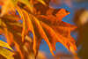 Amerikanische Spitzeiche Herbstblatt Nahfoto Blatt goldrot Herbstfarben Laubbild am Blauhimmel