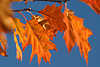 30177_ Amerikanische Spitzeiche rote Blätter am blauem Himmel in Herbstfoto, Spitzeicheblatt Naturfoto